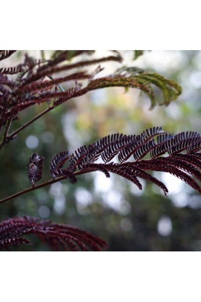 Акація ленкоранська Саммер Чоколайт структура листя